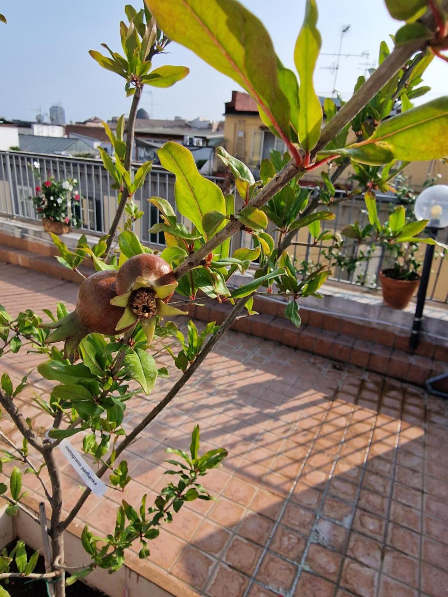 La Terrazza Delle Fate Hotel Napels Buitenkant foto